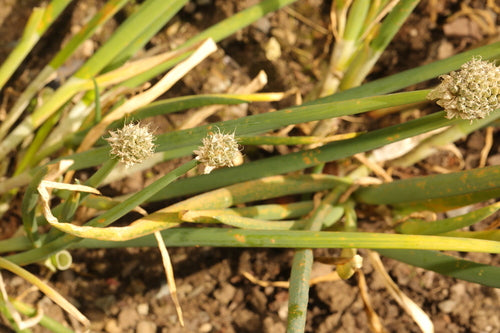 Sier knoflook — Bild 3