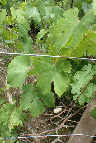 Sierwijn — Bild 4