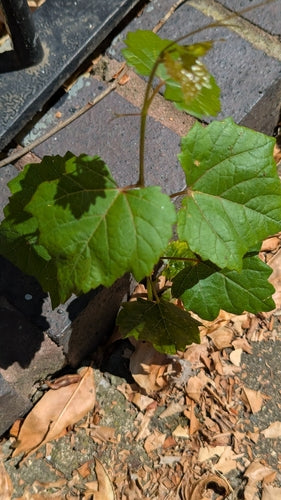 Sierwijn — Bild 2