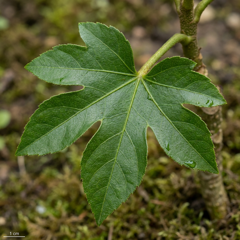 Kamer aralia