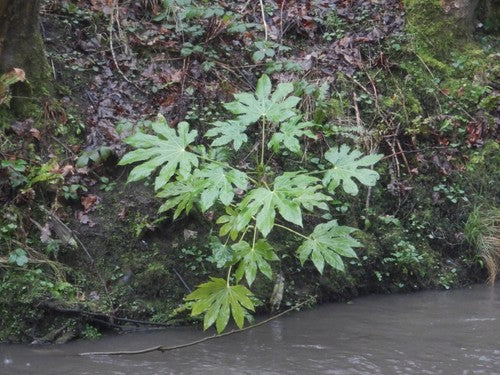 Kamer aralia — Bild 5
