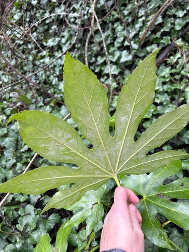 Kamer aralia — foto 5 van 12
