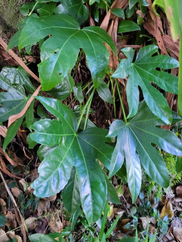Kamer aralia — Bild 4