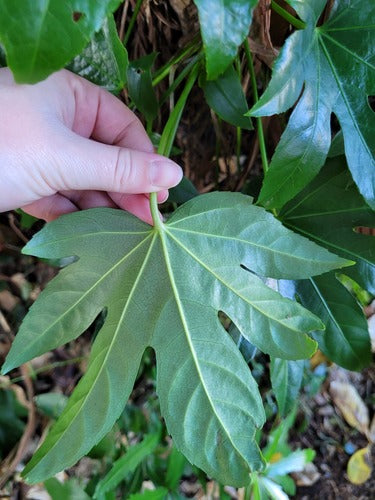 Kamer aralia — Bild 3