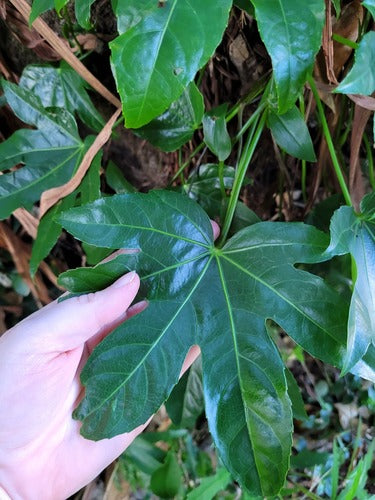 Kamer aralia — Bild 2