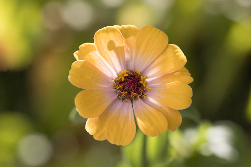 Zinnia's — Bild 5