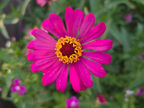 Zinnia's — Bild 4
