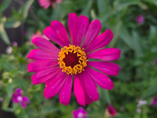 Zinnia's — Bild 3