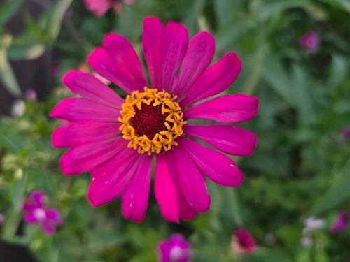 Zinnia's — Bild 2