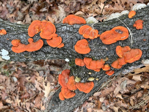 Vermiljoen trametes — Bild 5