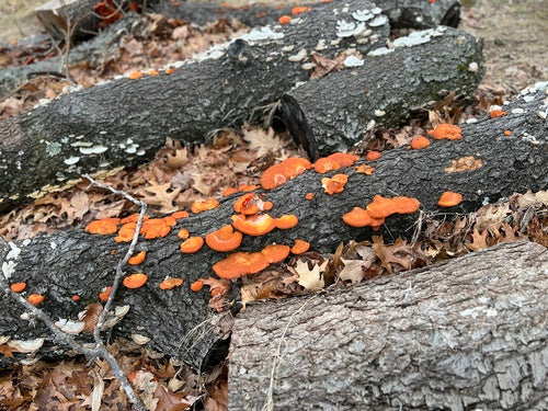 Vermiljoen trametes — Bild 4