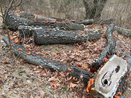 Vermiljoen trametes — Bild 3