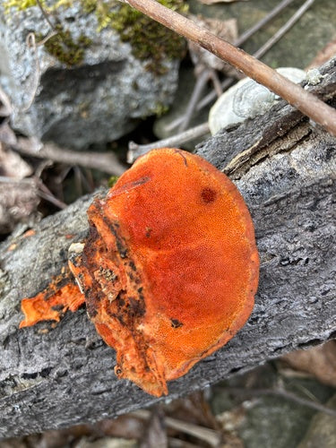 Vermiljoen trametes — Bild 2