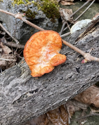 Vermiljoen trametes — Bild 1