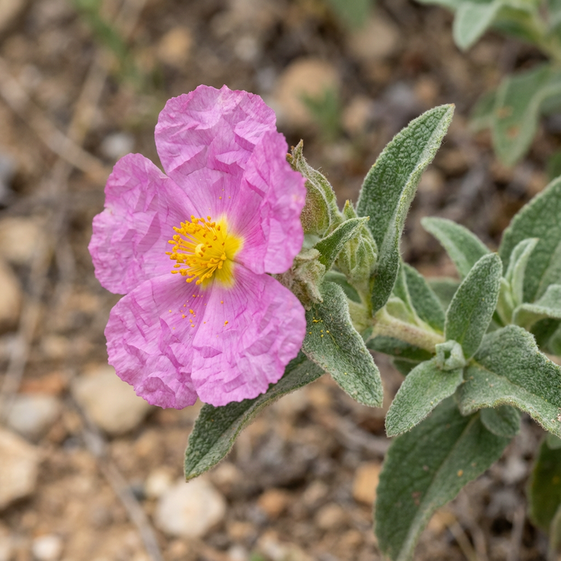 Cistus