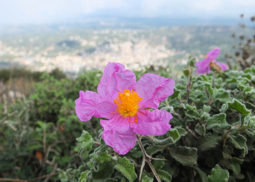 Cistus — Bild 1