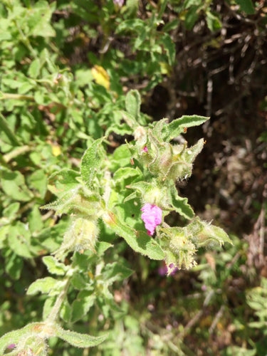 Cistus — Bild 5