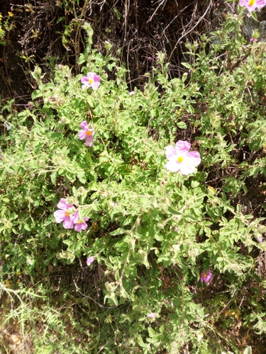 Cistus — Bild 4