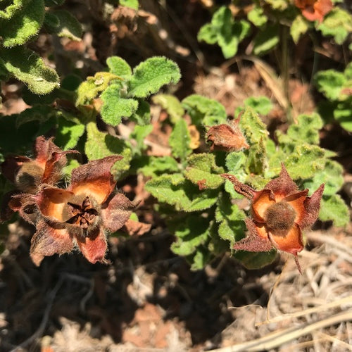 Cistus — Bild 3
