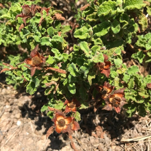 Cistus — Bild 2