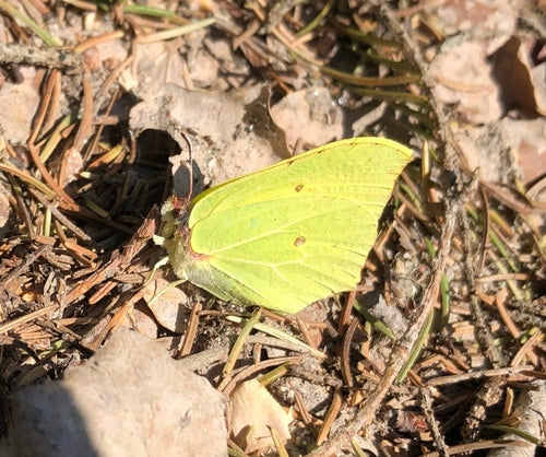 Zwavelvlinder — Bild 2