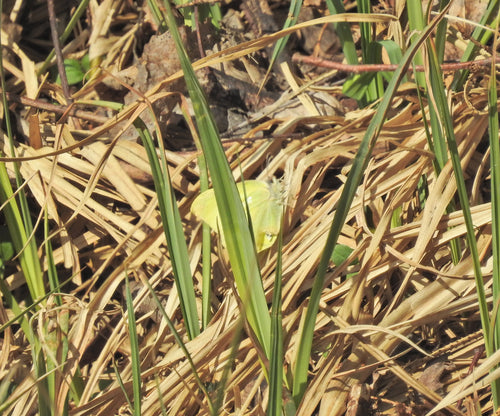 Zwavelvlinder — Bild 3