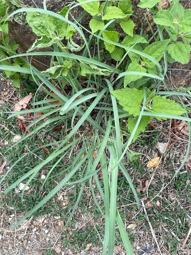 Zitronengras - Bild 7