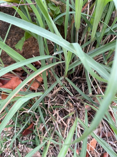 Zitronengras - Bild 5