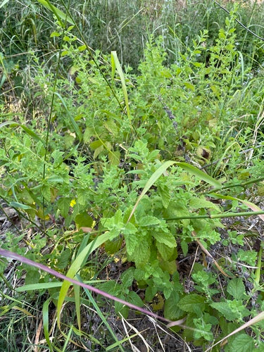 Zitronenmelisse - Bild 5