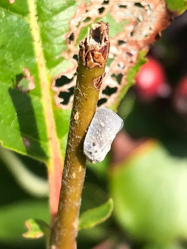 Citrus — Bild 2
