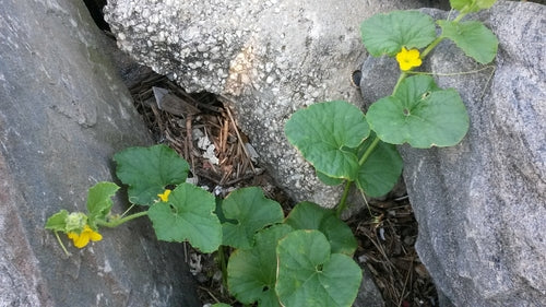 Meloen — Bild 3