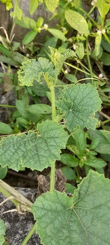 Meloen — Bild 4