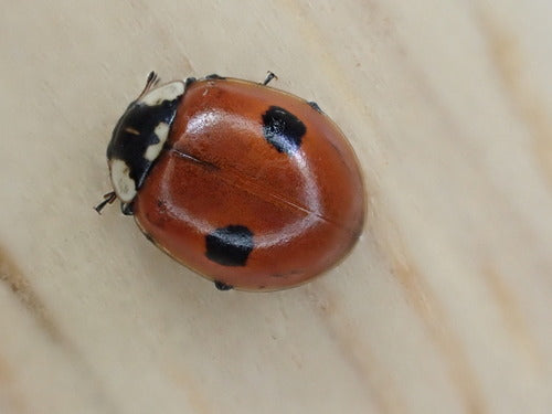 Tweestippelig sparren lieveheersbeestje — foto 5 van 11