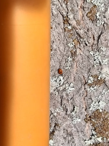 Tweestippelig sparren lieveheersbeestje — Bild 5