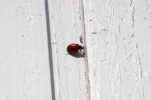 Tweestippelig sparren lieveheersbeestje — foto 4 van 11