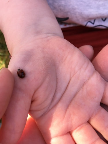 Tweestippelig sparren lieveheersbeestje — Bild 3