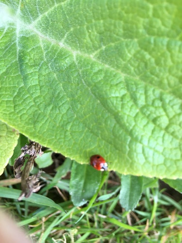 Tweestippelig sparren lieveheersbeestje — Bild 4