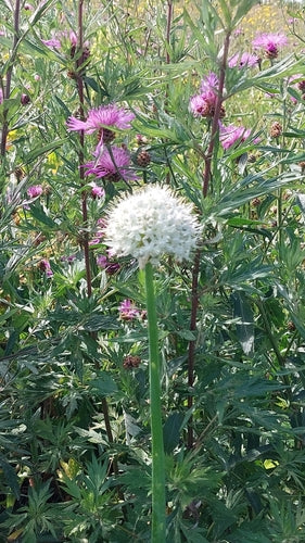 Uien — Bild 2