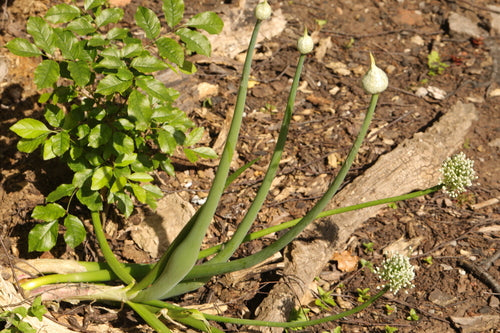 Uien — Bild 5