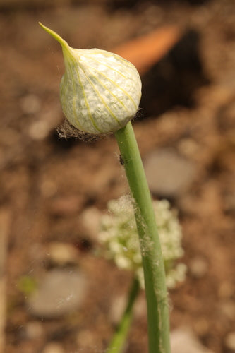 Uien — Bild 3