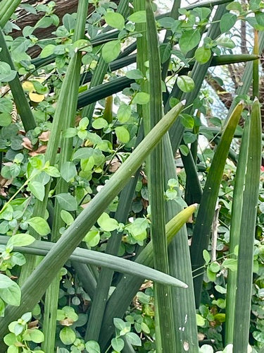 Cilindrische booghennep — Bild 3