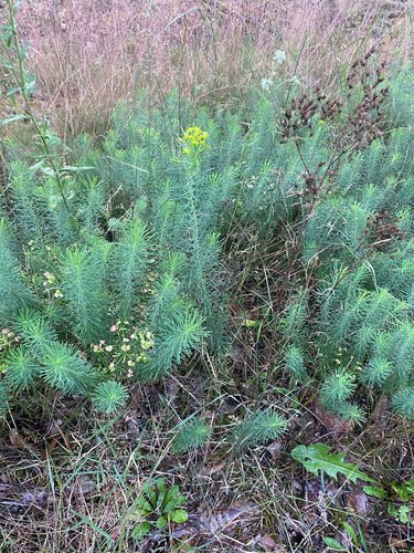 Cipreswolfsmelk — Bild 2