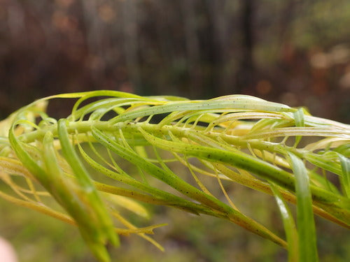 Cipreswolfsmelk — Bild 4