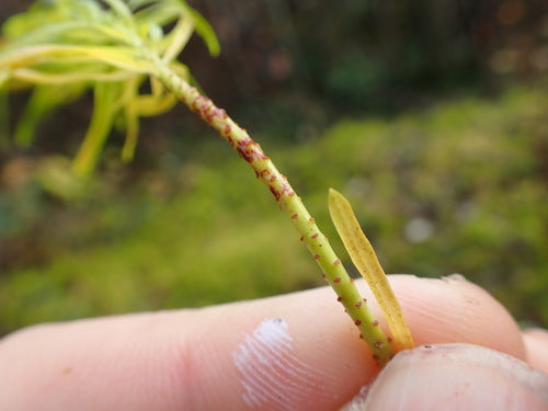 Cipreswolfsmelk — Bild 5