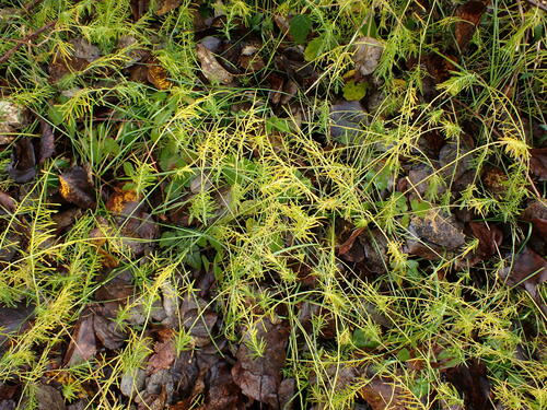 Cipreswolfsmelk — Bild 3